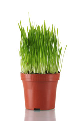 Green grass in a flowerpot isolated on white