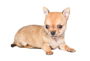 Obraz premium Chihuahua puppy on white background