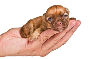 Chihuahua puppy on white background