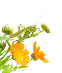 large green grasshopper on marigold flowers on a white backgroun