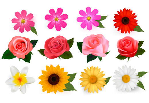 Big set of beautiful colorful flowers. Vector
