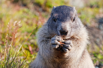 Alpine Marmot (Marmota marmota)