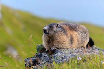 Alpine Marmot (Marmota marmota)