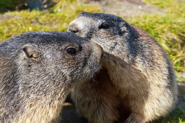 Alpine Marmot (Marmota marmota)