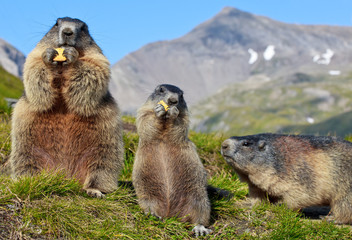 Alpine Marmot (Marmota marmota)