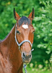 Obraz premium portrait of beautiful bay mare