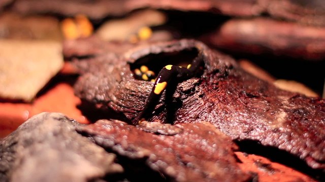 Zwei Feuersalamander