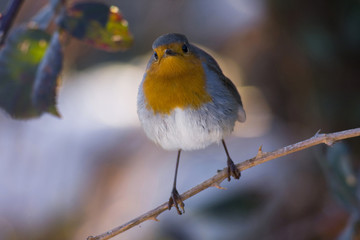 Robin