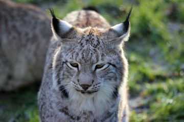 Fototapeta premium Luchs (Lynx lynx)