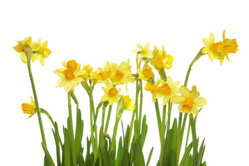 Yellow daffodils