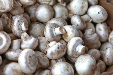 champignons