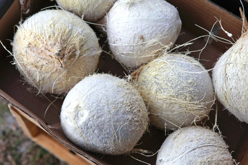 young white coconuts