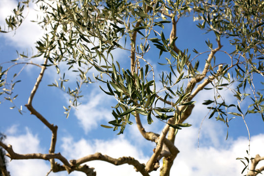 Olive tree leafs on a blue sky