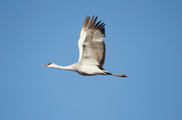 Sandhill Crane  (Grus canadensis)