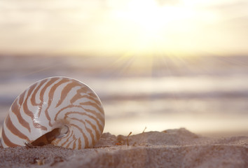 nautilus shell on beach  under golden tropical sun beams