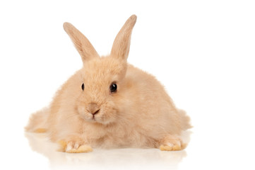 Cute rabbit