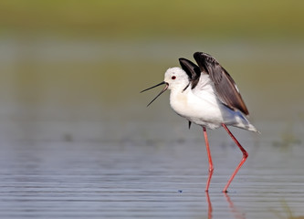 winged stilt