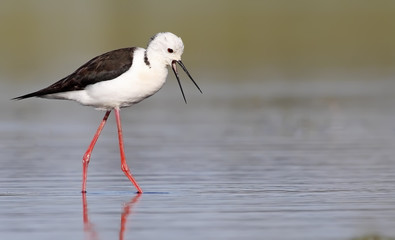 winged stilt