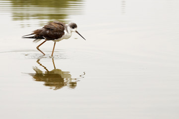 winged stilt