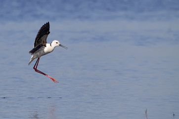 winged stilt