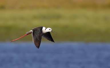 winged stilt