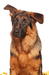 German shepherd
