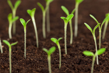 Green seedling