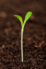 Green seedling