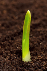 Green seedling