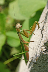Mantis on a Cinderblock Wall