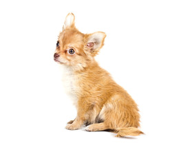chihuahua puppy in front of a white background