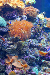Naklejka na ściany i meble Colourful coral reef
