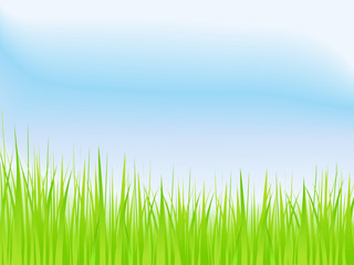 Fototapeta na wymiar Green grass and blue sky