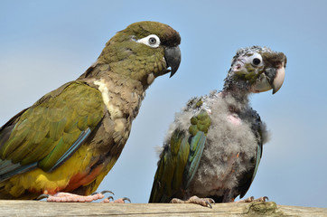 Two Burrowing Parrots (Cyanoliseus patagonus)