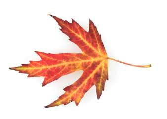 vivid autumn maple leaf isolated on white