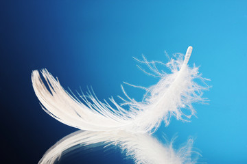 beautiful feather on blue background