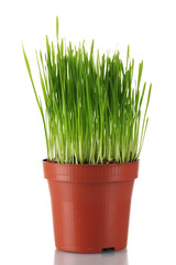 Green grass in a flowerpot isolated on white