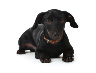 black little dachshund dog isolated on white