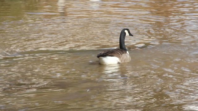 Goose Floating Back