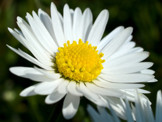 Obraz premium Beautiful vibrant white Daisy flower