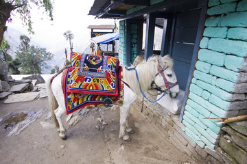 horse riding sightseeing annapurna reservation area