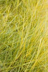 Abstract yellow grass