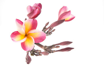 pink Frangipani, Plumeria...tropical flower,isolated