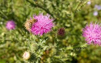 Honeybee polinate flower