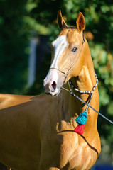 red golden horse akhal-teke portrait in summer