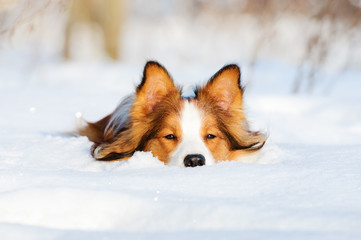 Border collie young dog play in winter - obrazy, fototapety, plakaty