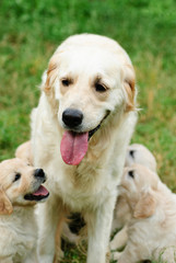Golden retriever
