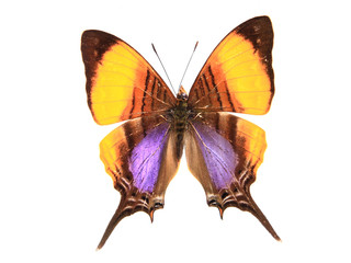 Orange and Purple butterfly