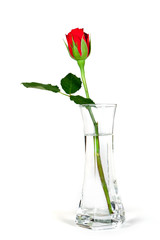Obraz premium rote Rose