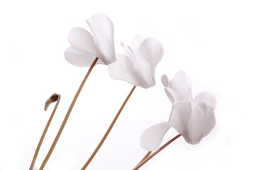 white flowers isolated on white